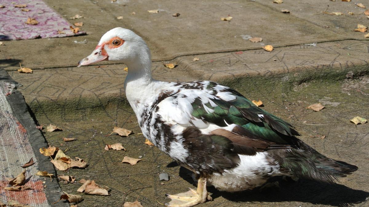 2014-08-31-domestic-duck 2014-08-31-domestic-duck