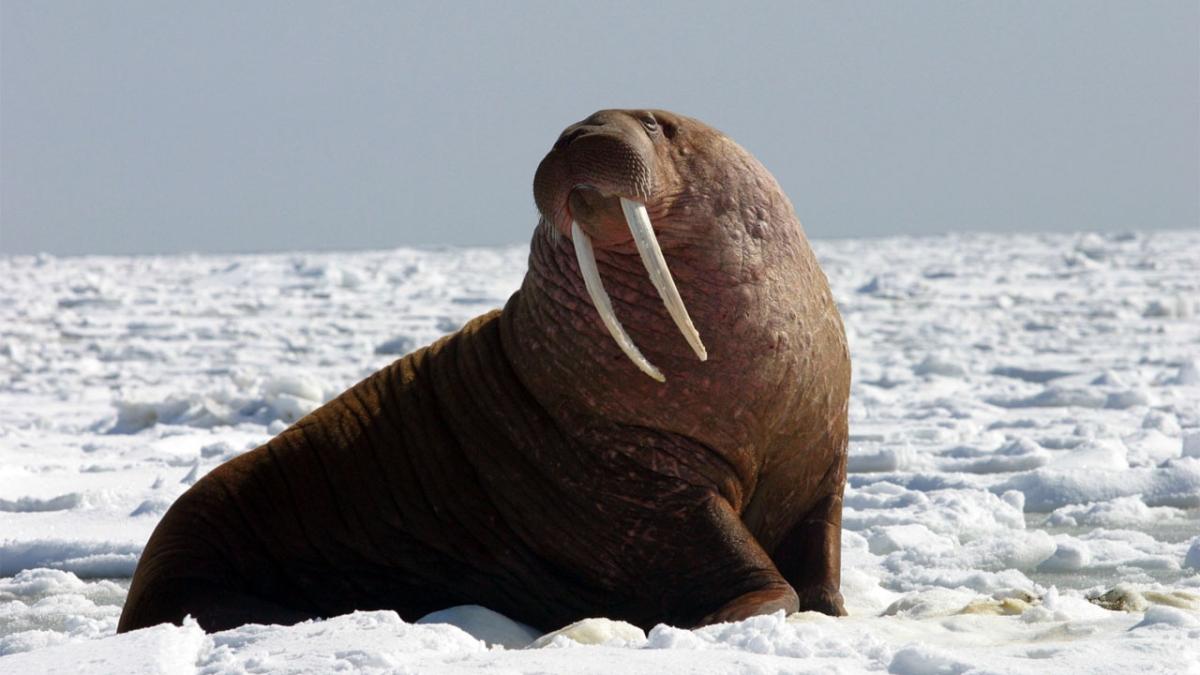Морж