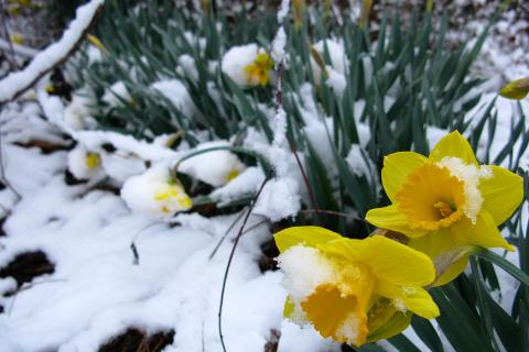 Мульчирование грядок зимой снижает эрозию почвы — Gardening Know How