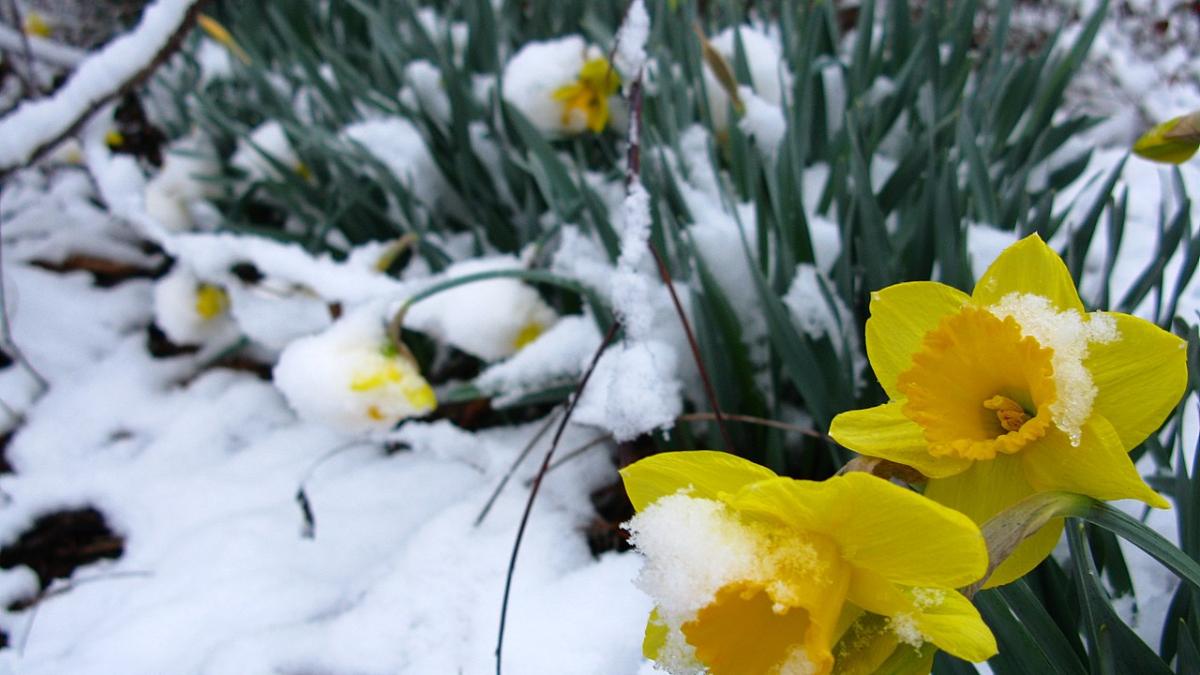 Снежный сад