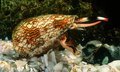Поиск новых болеутоляющих привел ученых в глубины океана Поиск новых болеутоляющих привел ученых в глубины океана