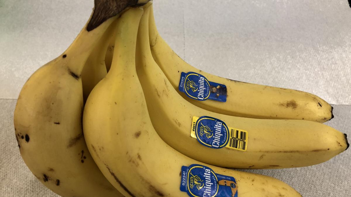 2019-02-07 13 27 44 A bunch of six Chiquita bananas in the Franklin Farm section of Oak Hill, Fairfax County, Virginia 2019-02-07 13 27 44 A bunch of six Chiquita bananas in the Franklin Farm section of Oak Hill, Fairfax County, Virginia