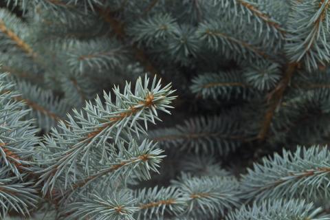 В Карелии обновляют тропу к самой большой ели Фенноскандии — Минприроды