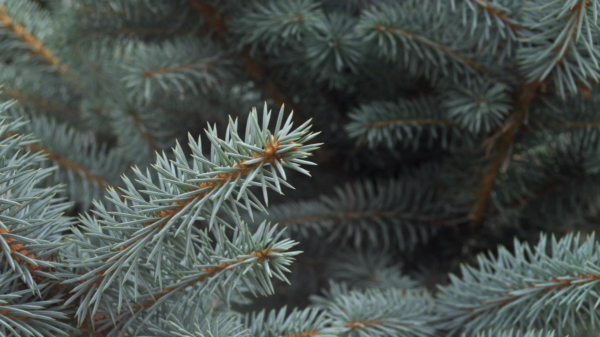 Голубая ель