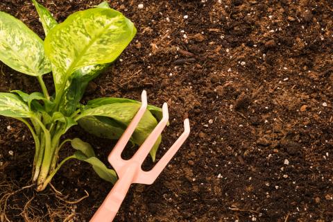 Посев в июле повысил устойчивость зимних овощей к морозу — агрономы