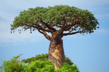Самые известные деревья в мире