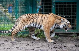 Опасный амурский тигр замечен в Хабаровске: школы перевели на дистанционное обучение
