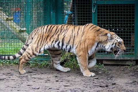 Опасный амурский тигр замечен в Хабаровске: школы перевели на дистанционное обучение