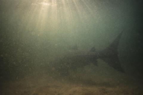 Карельские учёные завершили экспедицию в дельту Меконга — центр РАН