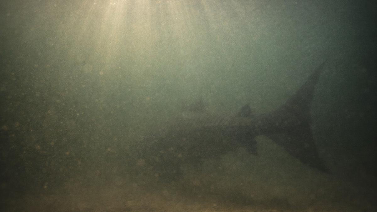 Крупная рыба в пресной воде