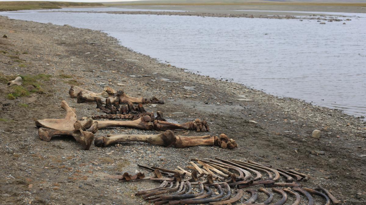 Mammoth Petr sorted bones Mammoth Petr sorted bones