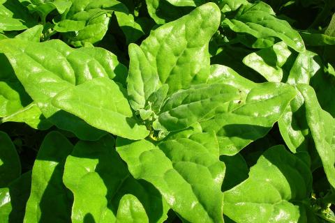 Кислородный шот с яблоком и шпинатом помогает бороться с усталостью — эксперты