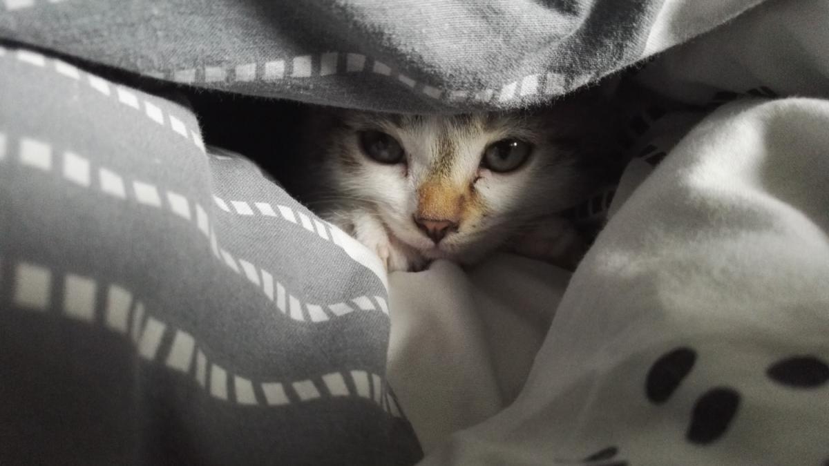 Кошка боится Кошка боится