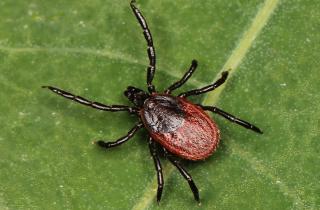 В Карелии открыли гриб, убивающий 95% клещей — Экосфера