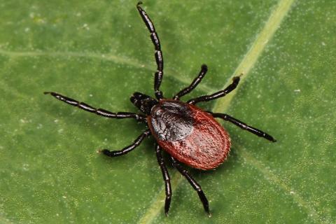 В Карелии открыли гриб, убивающий 95% клещей — Экосфера