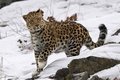 Топ-9 животных, которые на грани вымирания Топ-9 животных, которые на грани вымирания