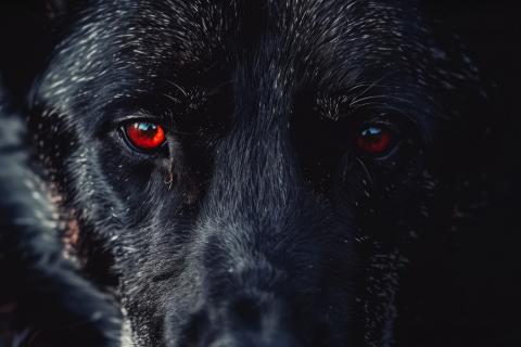 Леденящие душу аномалии Брянска: собака с алыми глазами, фонтан-призрак и домовой из пятиэтажки