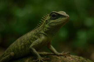 Игуаны загрязнили площадки и вызвали сальмонеллёз