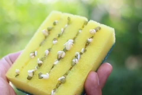 Янтарная кислота может оживить старые семена — садовод Потаенко