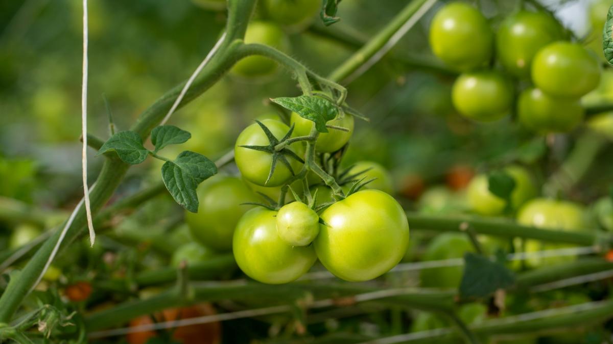 Зеленые, только завязывающиеся помидоры в теплице