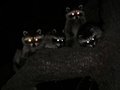 Удивительные супер-чувства животных. Зрение Удивительные супер-чувства животных. Зрение