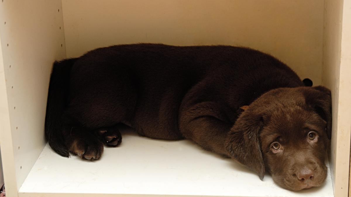 Puppy of labrador Puppy of labrador