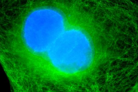 Использование биолюминесцентных организмов для диагностики болезней