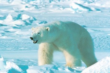 Белый медведь - крупный и опасный хищник севера