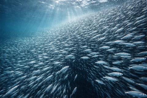 Камчатские рыбаки начали добычу в Охотском море — ИА КамИнформ