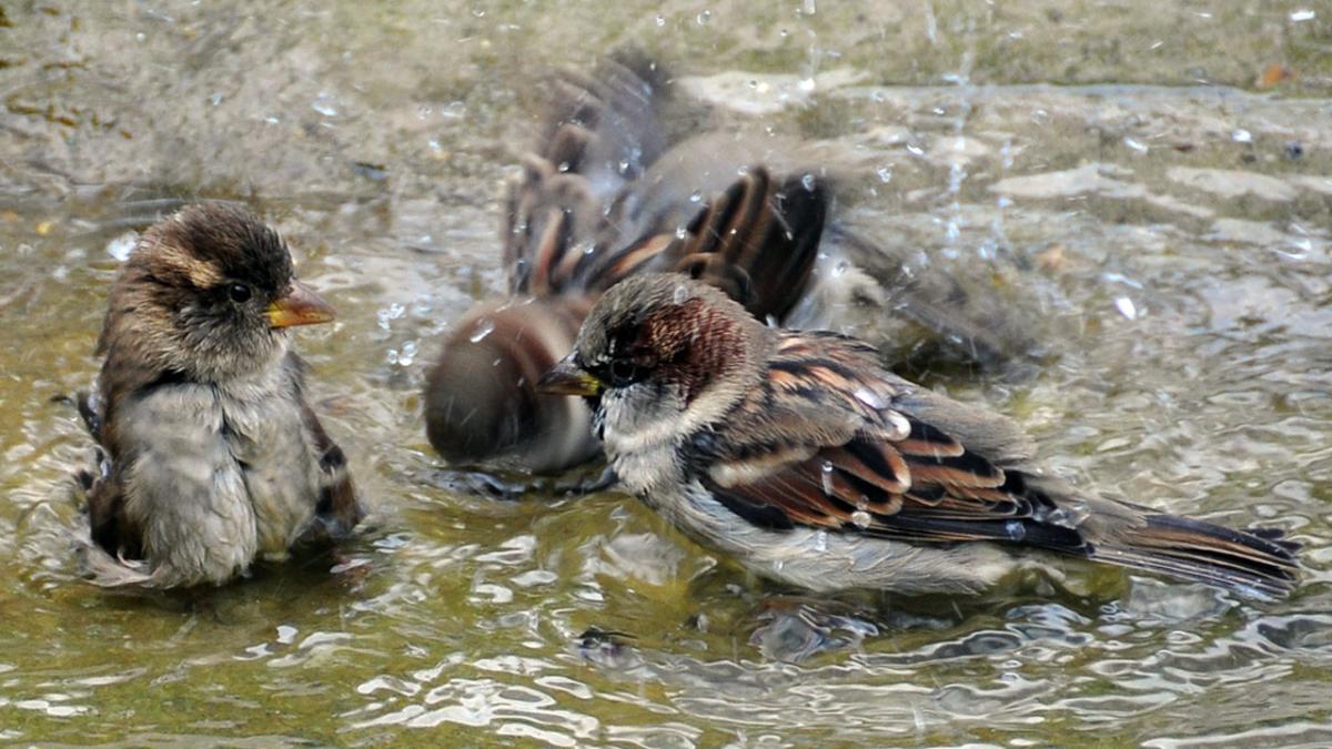 Воробьи купаются