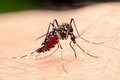 Что если ваша кровь может убить комаров? Что если ваша кровь может убить комаров?
