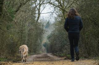Работодатели предложили должность специалиста по прогулкам в Сургуте — аналитики Авито