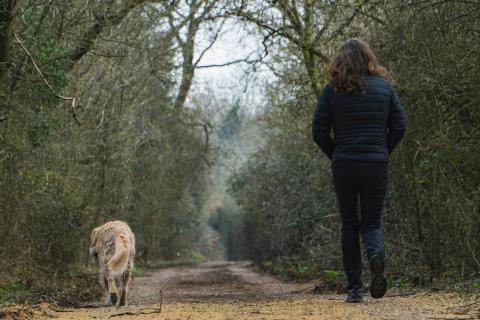 Работодатели предложили должность специалиста по прогулкам в Сургуте — аналитики Авито