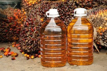 Расширяющееся производство пальмового масла угрожает здоровью людей и экологии