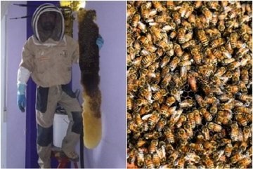 В Испании пара два года жила вместе с роем пчел в спальне
