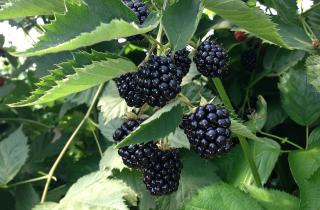 Обрезка ежевики увеличивает урожай — агрономы