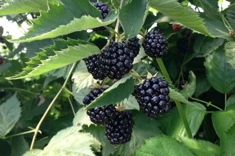 Обрезка ежевики увеличивает урожай — агрономы