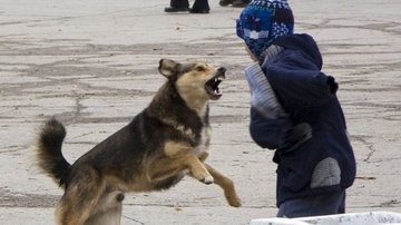 Бродячие собаки нападают на людей