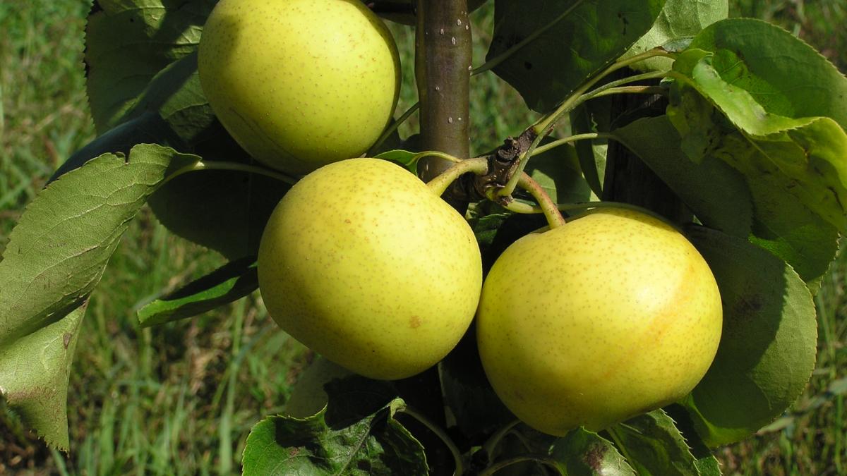 Азиатская груша Азиатская груша