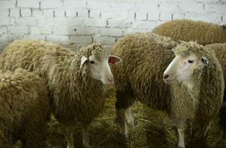 В Карелии готовятся к урожаю… шерсти: премьер оценил ход возрождения овцеводства в регионе