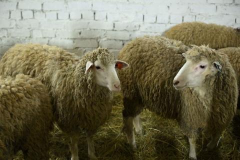 В Карелии готовятся к урожаю… шерсти: премьер оценил ход возрождения овцеводства в регионе