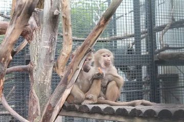 В зоопарке Пензы обитателей переводят в теплое место