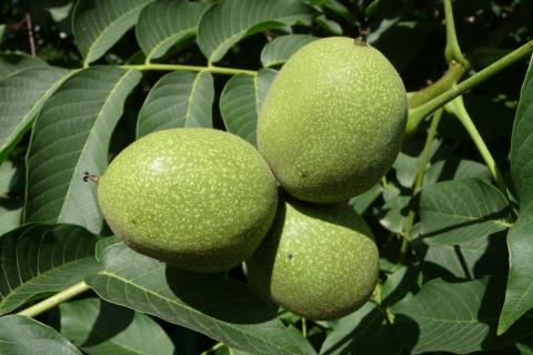 Бактериальный ожог уничтожил урожай ореха — агрономы