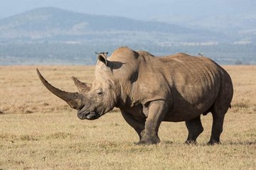 Носороги не едят только во сне