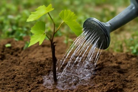 Замачивание саженцев улучшает приживаемость — агрономы