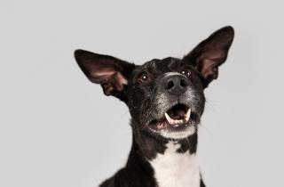 Учёные подтвердили: собаки чувствуют стресс хозяев — Animal Cognition