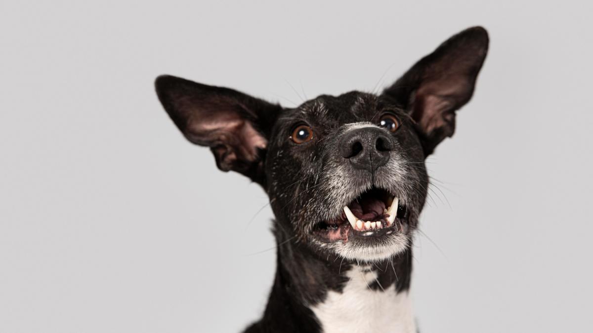 Странное поведение собаки