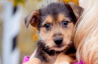 Собаки способны чувствовать не только радость: как эмоции помогают им выживать в мире людей