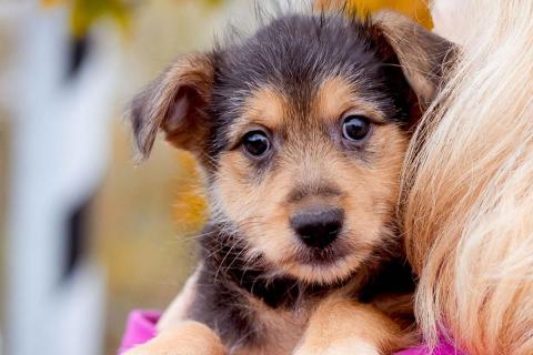 Собаки способны чувствовать не только радость: как эмоции помогают им выживать в мире людей