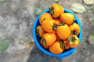 Холодная выдержка косточки хурмы активирует пробуждение семени — 360